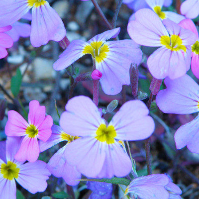 Wild flowers of Skopelos