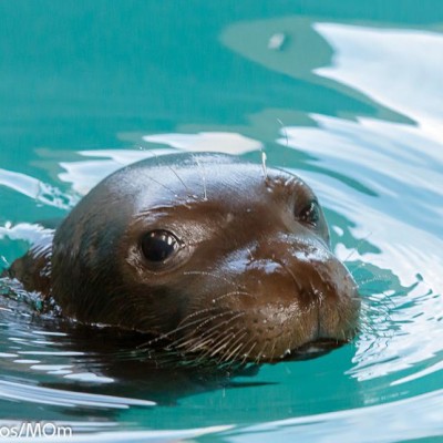 MOm / The Hellenic Society for the Study and Protection of the Monk seal